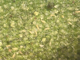 Aculops lycopersici (Eriophyidae) : acarien ravageur de la tomate, responsable de l'acariose bronzée